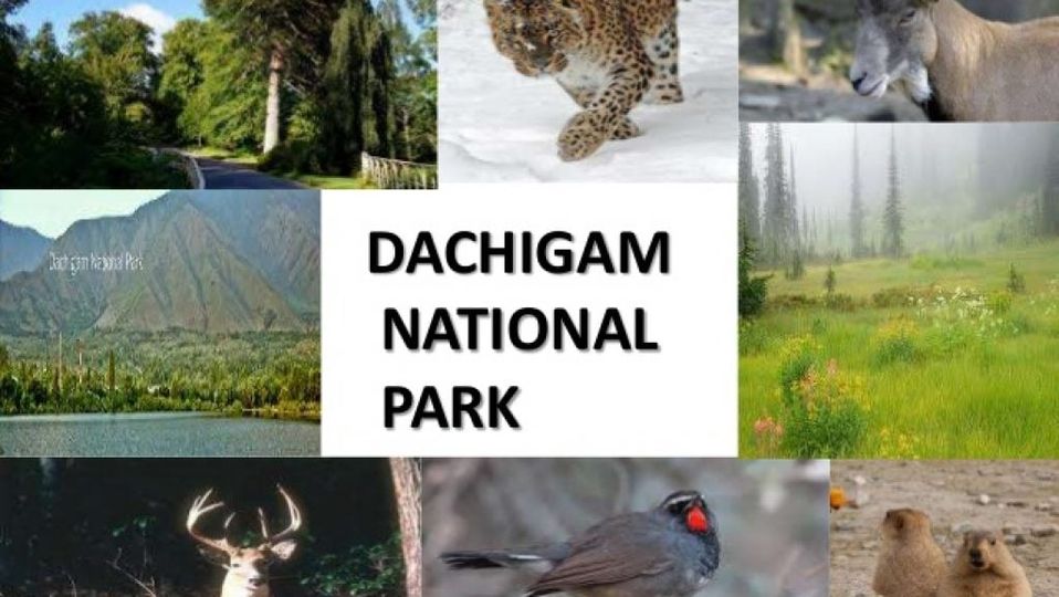 dachigam national park